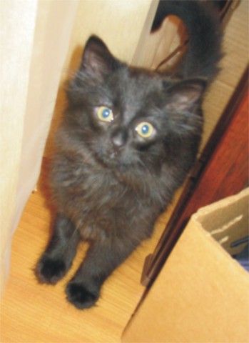 Kimo, our new cat
