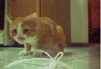 Kimo, our new cat
